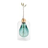 Balvi Cultivador Aguacate Avocado Vase Color Verde Vidrio