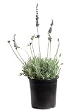 Lavanda de Olor Planta Natural con una Fragancia Única