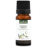 EUCALIPTO BLANCO - 10 mL - Aceite Esencial Orgánico - 100% Puro, Natural, Quimiotipado y Certificado AB