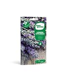 Eurogarden - Semillas Naturales de Lavanda Officinalis, Planta aromática para infusión, 0,5 g - 2610