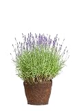 Lavanda Natural Planta para Principiantes Fácil de Cuidar