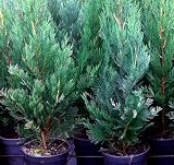 Ciprés Azul: Análisis y Comparativa de los Mejores Productos de Belleza para Potenciar tu Rutina