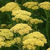 12 unidades o 1 m² Aquilea 'Credo' - Achillea 'Credo' Maceta 9x9 cm