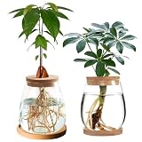 2 piezas Estación de propagación de plantas hidropónicas, jarrón de 12 cm x 11 cm para semillas de aguacate, jarrón de vidrio para plantas de terrario hidropónico, jarrón de vidrio para plantas de