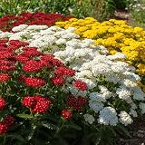 Aquilea: Análisis y comparativa de los mejores productos de belleza con esta planta